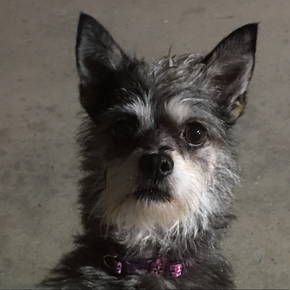 Meet your Posher, Phong